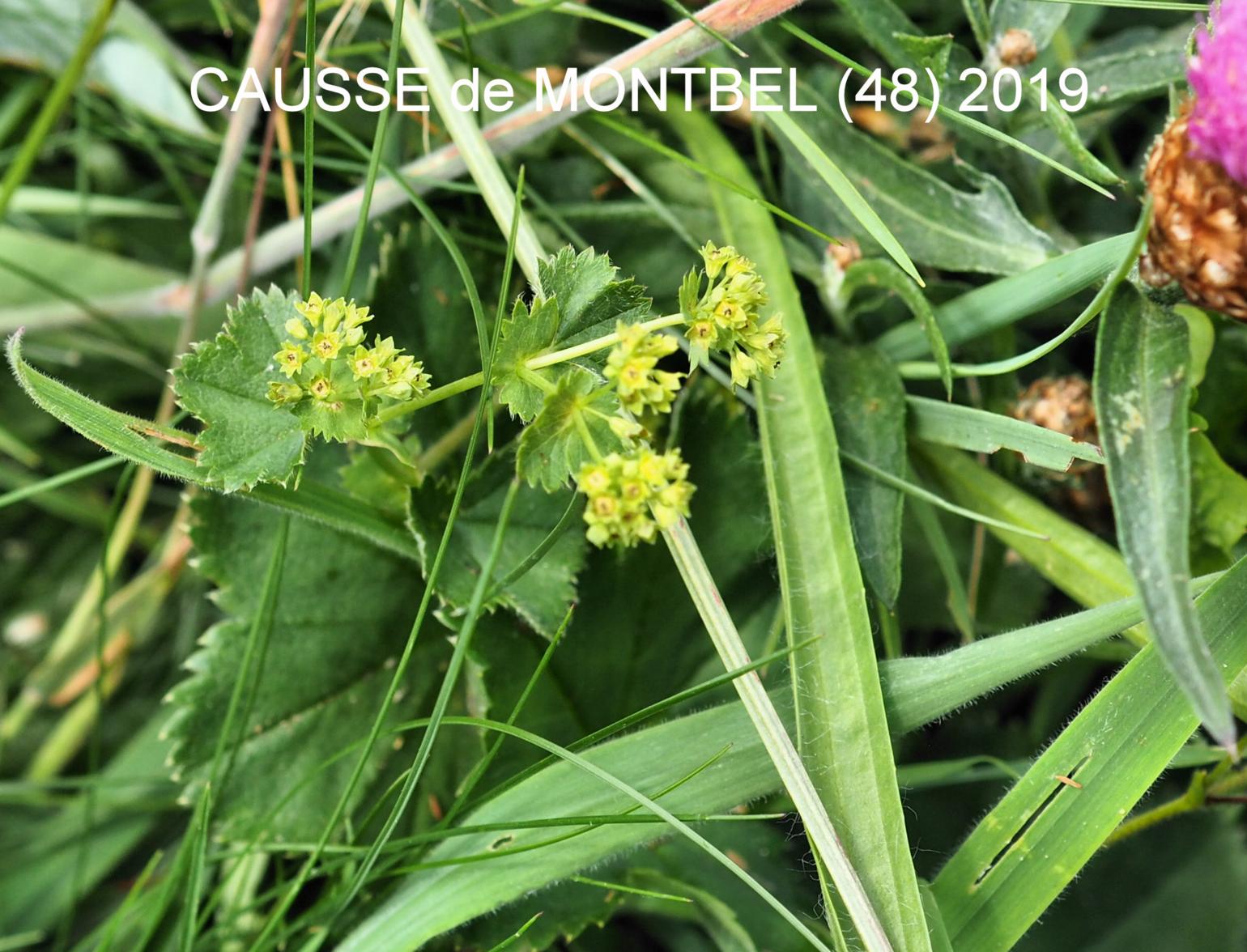 Lady's Mantle, [Yellow-green]